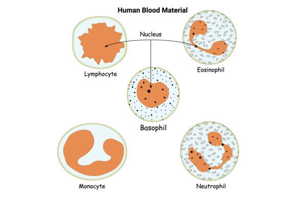Download Human Blood Material Vector Design - Material Collection