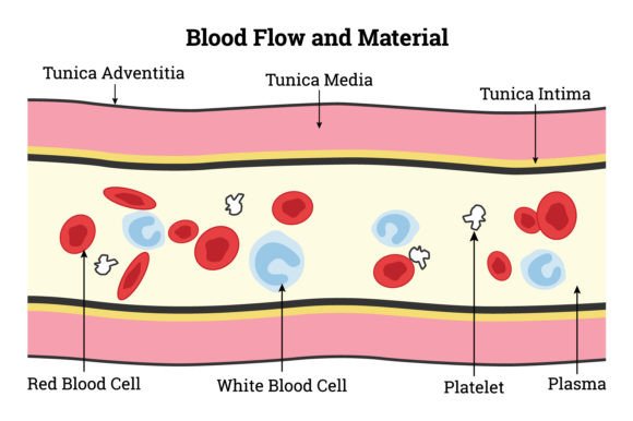 Download Blood Flow and Material Science Design - Material Collection